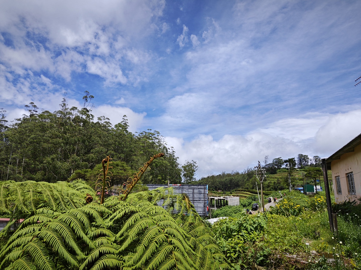 努沃勒埃利耶 高山茶園